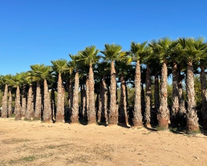 Washingtonia robusta 4-5 meter trunk